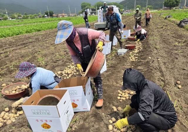 전남 보성의 한 밭에서 햇감자를 수확하고 있다. 뉴스1