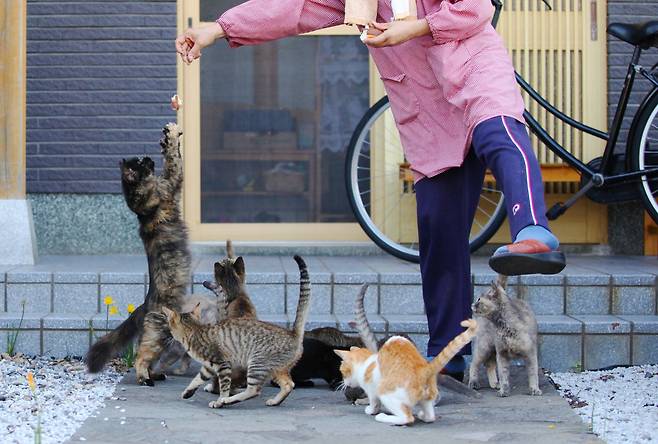 히메시마에서는 캣맘을 따라다니며 배를 채우는 고양이들을 쉽게 만날 수 있다. ⓒ이용한 제공