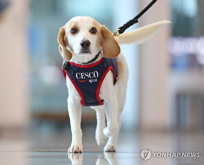 공항 탐지견. 자료사진 [사진/류영석 기자]