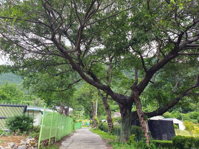 오1리에는 팽나무와 가지가 서로 붙어 혼인목을 이루는 시무나무도 있다. 시무나무의 수세가 약해 고사 직전에 처해 있다.