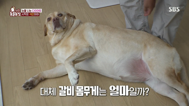 image.png 반려견 돼지 만들어 놓고 비만 아니라고 우기는 여자.jpg