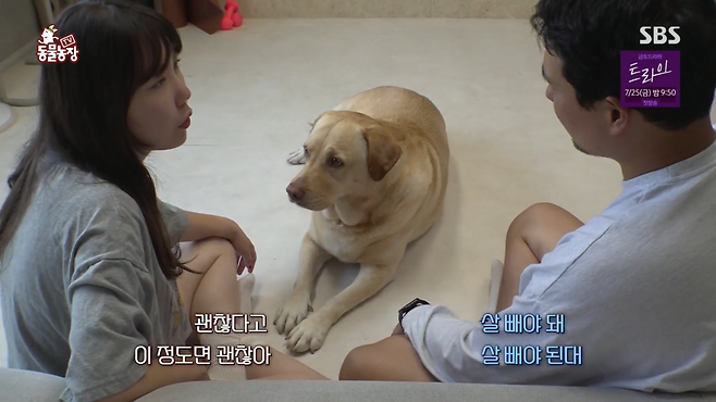 image.png 반려견 돼지 만들어 놓고 비만 아니라고 우기는 여자.jpg