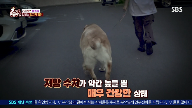 image.png 반려견 돼지 만들어 놓고 비만 아니라고 우기는 여자.jpg