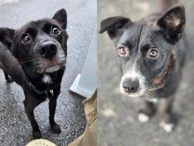 가족을 기다리는 쿠크(오른쪽)와 쇼콜라. 위액트 제공