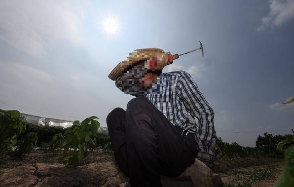 밭에서 농민이 잡초 뽑는 작업을 하다 땀을 닦아내고 있다. [사진=연합뉴스]