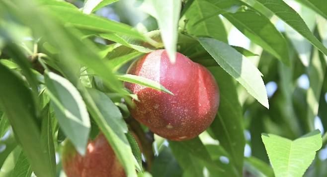 Shinbi peaches are grown at farmer Cho Hee-pyo’s farm in Cheongdo County, North Gyeongsang.[CHO HEE-PYO]