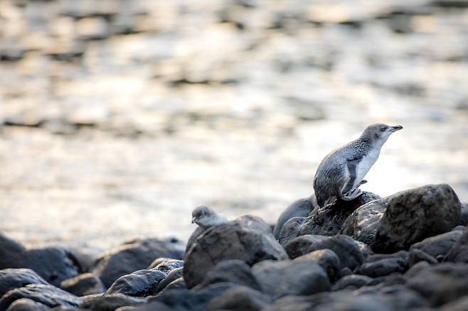 세상에서 가장 작은 펭귄, 뉴질랜드 쇠푸른펭귄