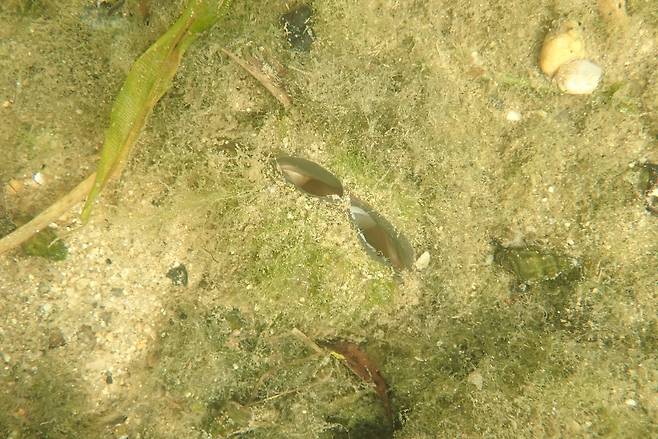 땅속에 박혀 입수공만 보이는 두드럭조개[국립생태원 제공]