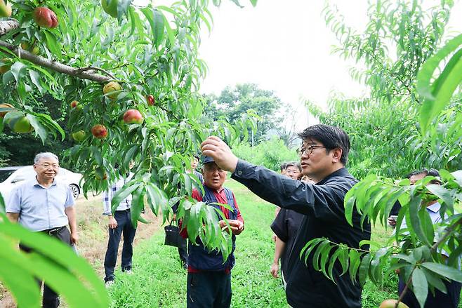 [서울=뉴시스] 사진은 권재한 농촌진흥청장이 지난 3일 충북 음성군 복숭아 재배 과수원을 찾아 과수 탄저병 예찰과 방제 상황을 점검하고 있는 모습. (사진=농촌진흥청 제공) 2025.07.03. photo@newsis.com *재판매 및 DB 금지