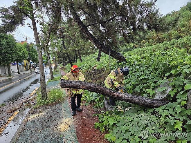 집중호우로 쓰러진 나무 안전 조치하는 소방대원들 (서울=연합뉴스) 19일 오전 경남 창원시 의장구에서 집중호우 및 강풍으로 인해 나무가 도로로 쓰러져 출동한 소방대원들이 안전조치를 하고 있다. 2025.7.19 
    [소방청 제공. 재판매 및 DB 금지] hkmpooh@yna.co.kr