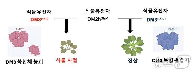 DM3 단백질 복합체 붕괴 시 식물 자가면역 유발 메커니즘 규명. (KAIST 제공. 재판매 및 DB금지)2025.7.21/뉴스1