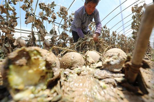 장동진(64) 씨가 수해로 무너진 충남 예산군 신암면 조곡리의 한 침수됐던 비닐하우스 안에서 메론과 시든 넝쿨을 정리하고 있다. 김영태 기자