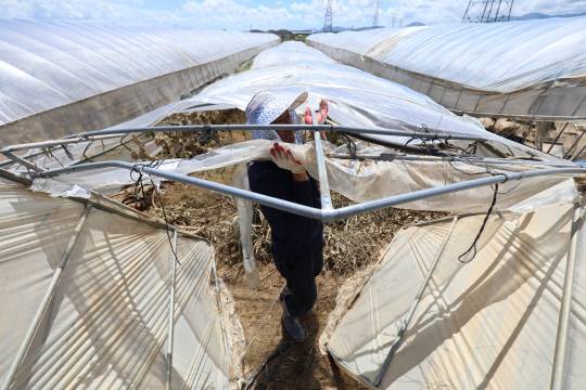 이한호(60) 씨가 폭우로 붕괴된 충남 예산군 신안면 조곡리의 한 비닐하우스의 철제 구조물을 일으켜 세우고 있다. 삽교천 범람과 재방 유실로 하우스 수십 동이 침수됐으며, 일부 구조물은 휘거나 꺾여 무너졌다. 김영태 기자