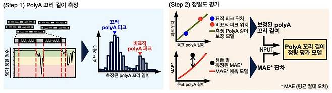mRNA 치료제 품질의 핵심 요소인 poly(A) 꼬리의 길이를 정확하게 측정하고 정밀도를 평가하는 ‘3AIM-seq’ 분석 개요. ⓒ아주대 제공