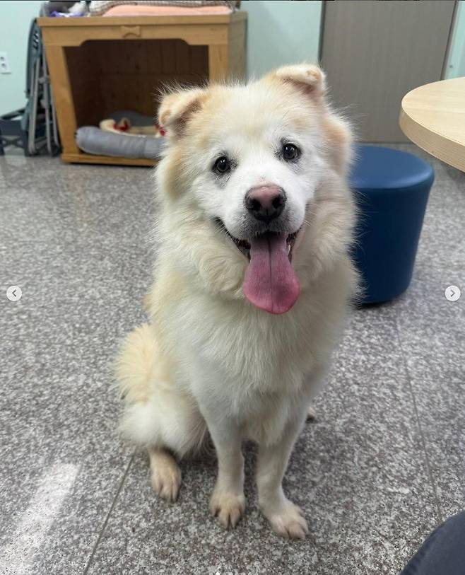 ‘쿠노’의 입양 전 모습. SNS 갈무리 @gn_adoption_center