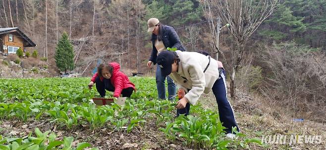 평창군 '강원에서 살아보기' 프로그램 참가자들이 농작물 수확 작업을 하며 농촌 일상을 직접 경험하고 있다. (사진=평창군)