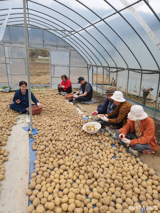 평창군 '강원에서 살아보기' 프로그램 참가자들이 지역 주민들과 함께 수확한 감자를 정리하고 있다. (사진=평창군)