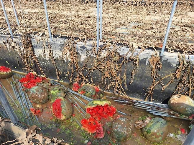 21일 오전 충남 예산군 신암면의 한 비닐하우스. 수박을 재배하는 비닐하우스에 물이 차면서 농작물들이 피해를 입었다. /사진=김지은 기자