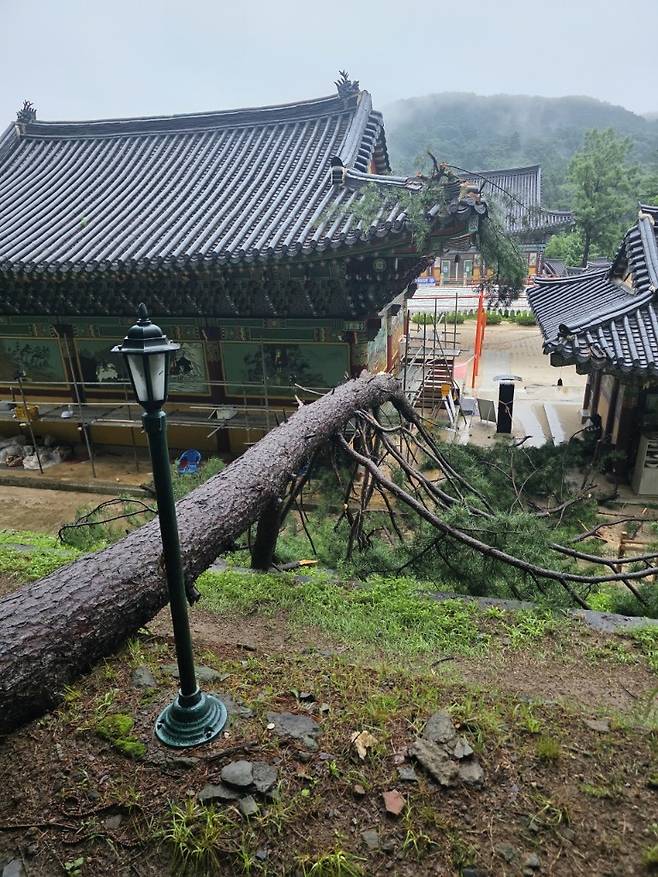 경기 남양주 봉선사 큰범당 뒤로 나무가 쓰러져 있는 모습 [국가유산청]