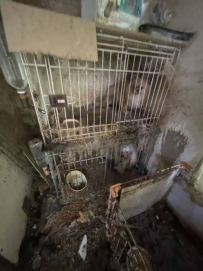 [뉴시스] 반려동물 구출 당시 모습. (사진=원러브 제공) 2025.7.20 *재판매 및 DB 금지