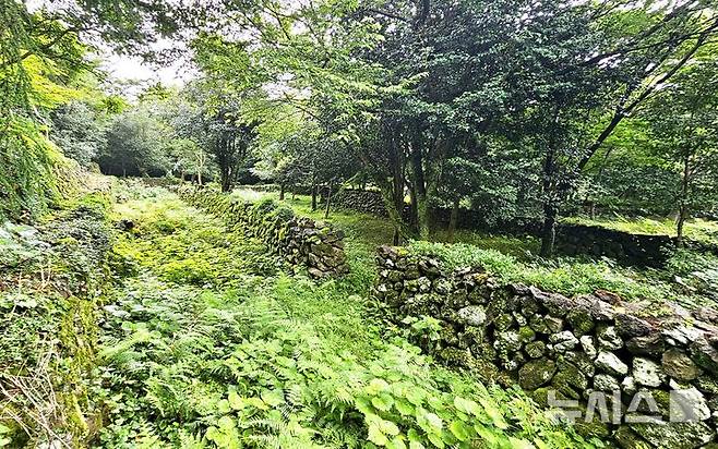 [제주=뉴시스]  임재영 기자 = 20일 오전 제주 서귀포시 남원읍 신례리에 위치한 '제주4·3 수악주둔소'. 제주4·3사건 당시 군인·경찰이 한라산에 은거한 무장대를 토벌하기 위해 구축한 석성으로 탐방로는 잡초가 무성하고, 나무는 왕성하게 자라며 숲을 이룰 기세를 보이고 있다. 2025.07.21. ijy788@newsis.com