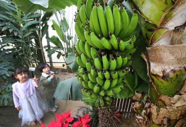 한국에서 자란 바나나. 뉴스1