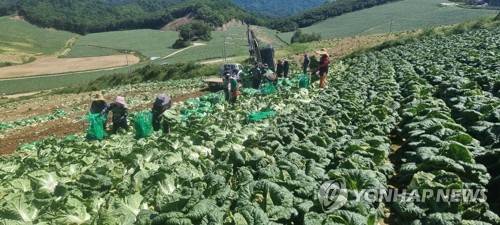 지난해 9월 '금값'이 된 강원 강릉시 안반데기의 고랭지 배추. [연합뉴스 자료사진. 재배부 및 DB 금지]