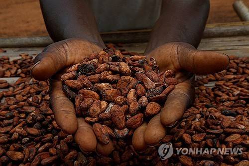 코트디부아르의 농부가 코코아 열매를 말리고 있다. [로이터 연합뉴스 자료사진. 재판매 및 DB 금지]