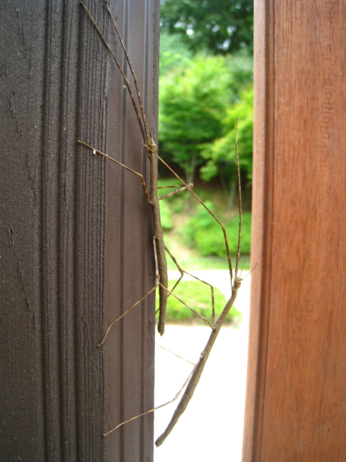 대벌레. /국립생물자원관 제공