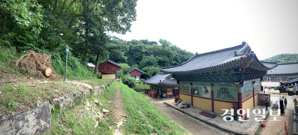 22일 오전 남양주시 진접읍 봉선사 큰법당 뒤편. 이틀 전 집중호우로 쓰러진 전나무는 절단돼 치워졌고, 뿌리째 뽑힌 흔적이 그대로 남아 있다. 2025.7.22 /유혜연기자 pi@kyeongin.com