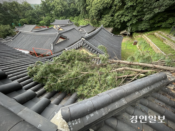 집중호우가 쏟아졌던 지난 20일 새벽, 남양주 봉선사 큰법당 뒤편 전나무 한 그루가 쓰러지며 큰법당 지붕을 덮친 모습. 나무는 처마 끝까지 걸쳐 있었고, 이후 절단 작업을 통해 수습됐다. /독자제공