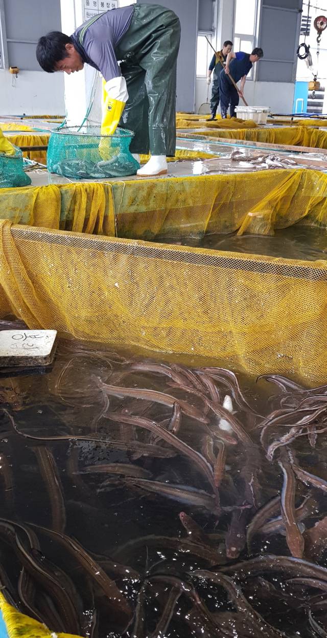 근해통발수협 위판장에서 붕장어 경매 준비가 한창이다. 김민진 기자