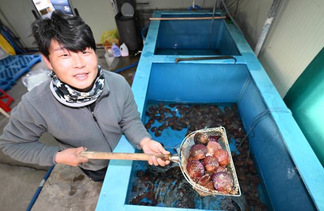 고성군 삼산면에서 가리비 양식업을 하고 있는 심창성씨가 수조에 있는 가리비를 뜰채로 옮기고 있다./성승건 기자/
