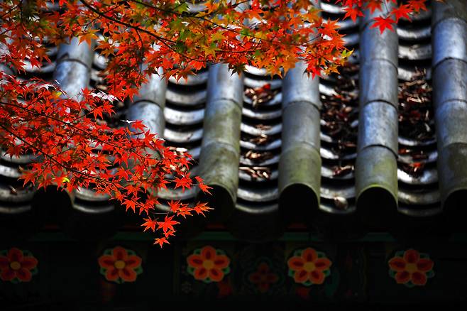 올 가을 열리는 2025 APEC 정상회의가 100일 앞으로 다가왔다. 사진은 APEC 문화행사장인 불국사의 가을 단풍 모습. 김택수_불국사단풍, 경주시 제공