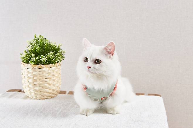 다리가 짧은 품종묘나 유전적으로 관절이 약한 경우 고양이도 슬개골 탈구, 관절염 등 관절 질환에 시달린다(사진은 기사 내용과 무관함, 이미지투데이). ⓒ 뉴스1