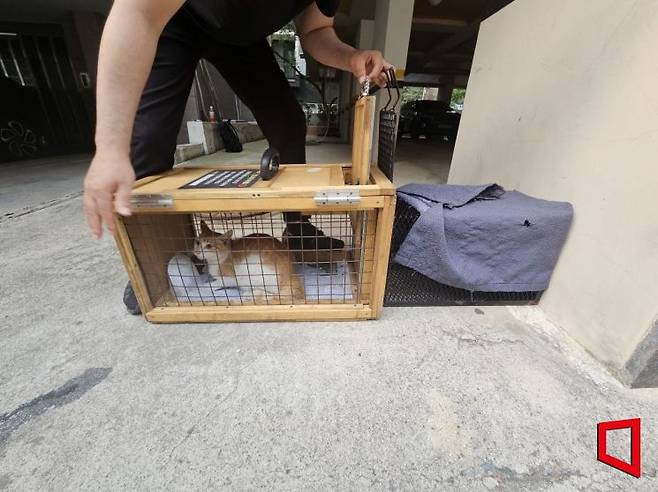지난 7일 길고양이 포획자가 고양이를 포획틀에서 이동장으로 이동시키고 있다. 박승욱 기자