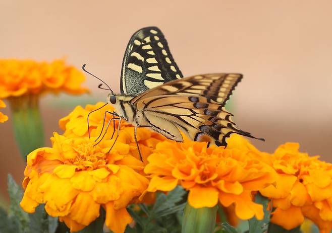 지난 2023년 6월 30일 오후 경기 안성시 농협안성팜랜드에서 호랑나비가 꿀을 따고 있다. /뉴스1