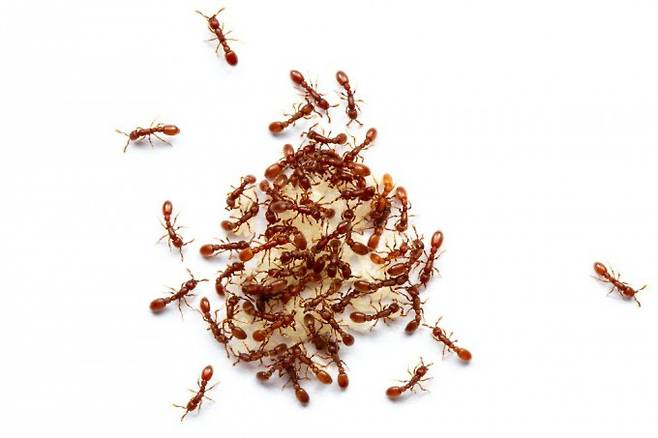 다니엘 크로나워 미국 록펠러대 교수팀이 사육 중인 클론레이더개미 군집의 모습. Daniel Kronauer 제공