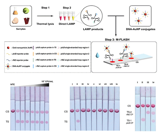 식중독균의 현장 진단이 가능한DNA 변형이 필요 없는 종이기반 측방유동 분석 시스템 '엠플래쉬(M-FLASH)'(사진=한국보건산업진흥원)