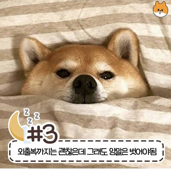 현재 반응갈리는 침대 허용 범위