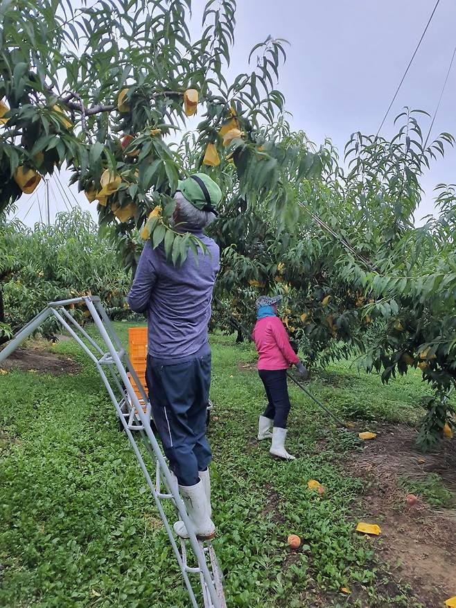 충북 충주에 있는 복숭아 농가 / 사진=롯데마트 제공