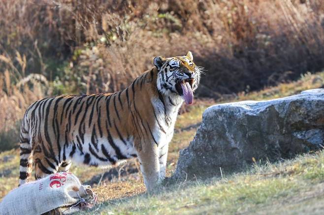 국내 최고령 백두산 호랑이 ‘한청’. 국립 백두대간수목원 제공
