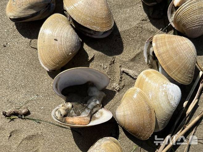 [부산=뉴시스] 이아름 기자 = 22일 오전 부산 사하구 다대포해수욕장 모래 위에 폐사한 조개. 2025.07.22. aha@newsis.com