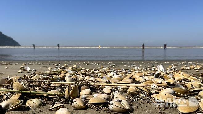[부산=뉴시스] 이아름 기자 = 22일 오전 부산 사하구 다대포해수욕장 모래 위에 폐사한 조개떼가 줄을 지어있다. 2025.07.22. aha@newsis.com