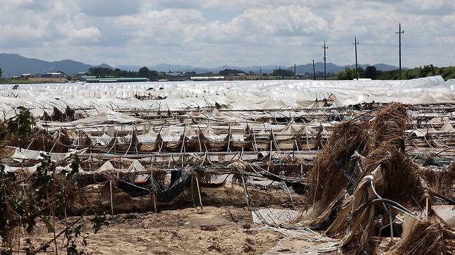 22일 충남 예산군 삽교읍에 있는 비닐하우스가 집중호우 피해로 무너져 있다. 연합뉴스