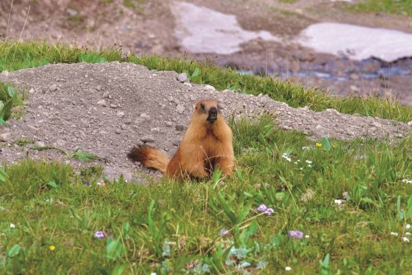 드넓은 초원에서 마멋들이 뛰어놀고 있다