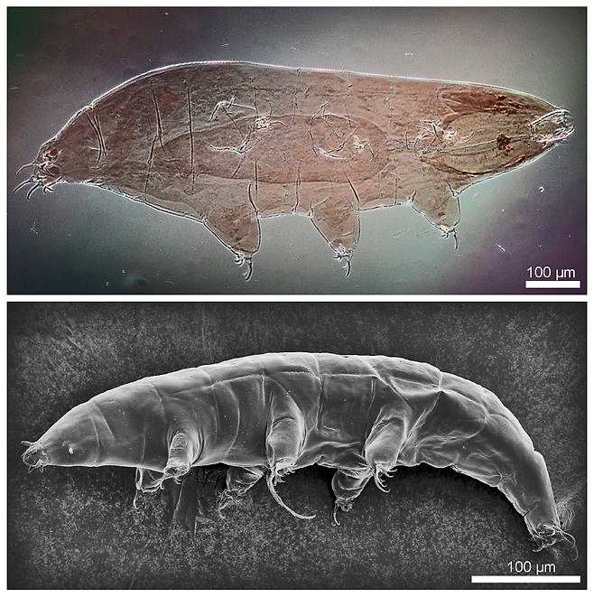 신종 물곰 '밀네시움 그란디쿠풀라' [극지연구소 제공. 재판매 및 DB금지]