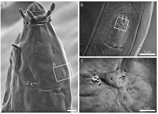 신종 물곰의 감각기관 [극지연구소 제공. 재판매 및 DB금지]