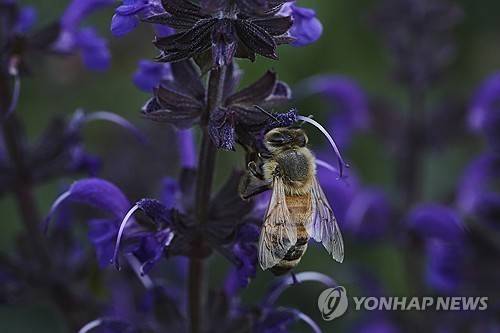 벌 [AP 연합뉴스 자료사진. 재판매 및 DB 금지]