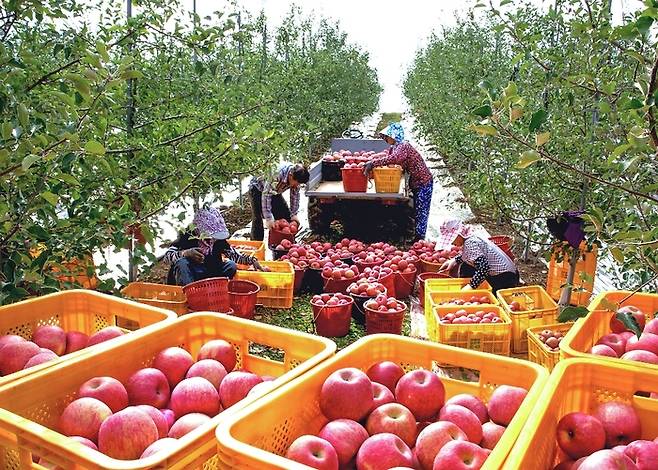 경북의 한 사과 농장에서 농민들이 1년 동안 키운 사과를 수확하고 있다. 영남일보 DB